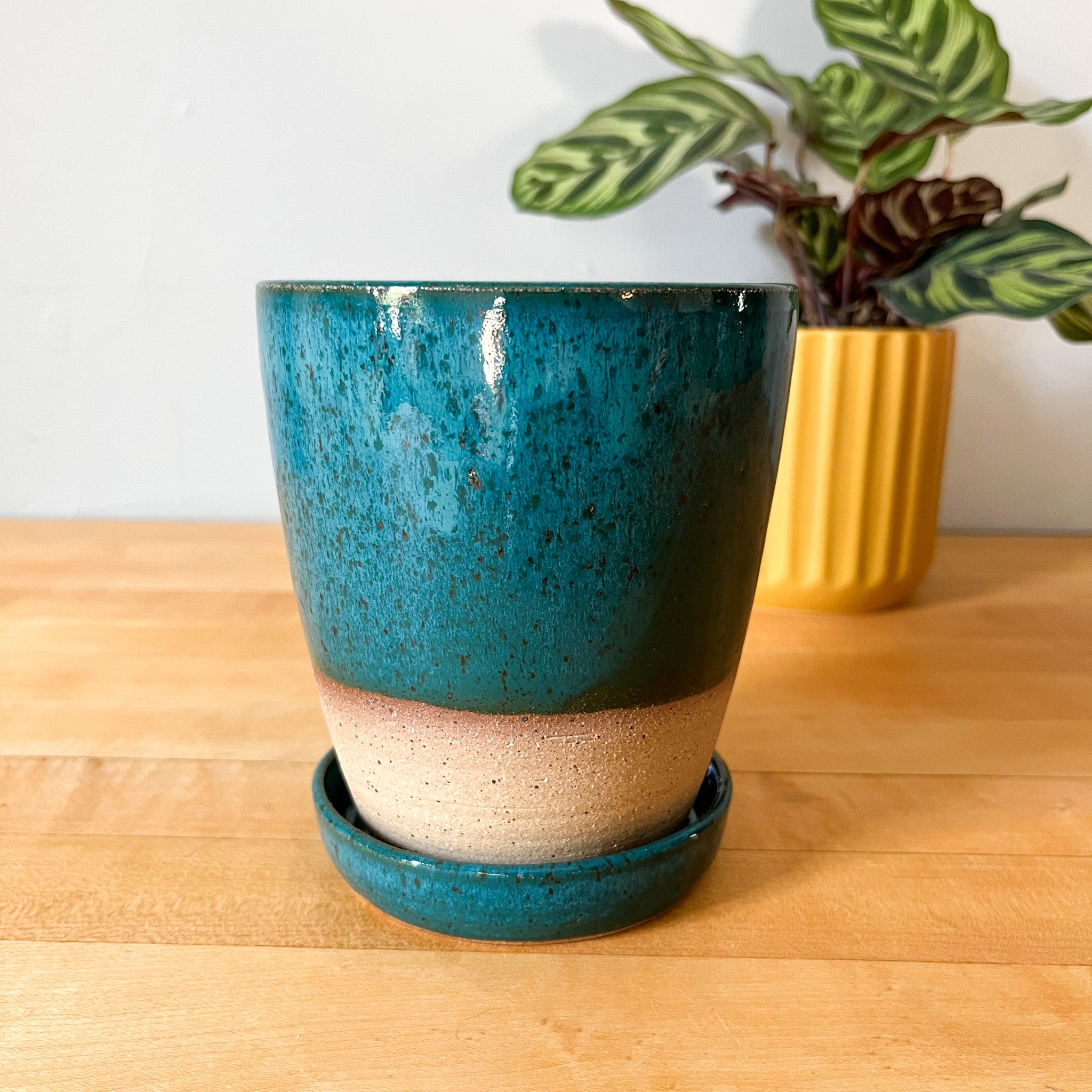 desert oasis plant pot