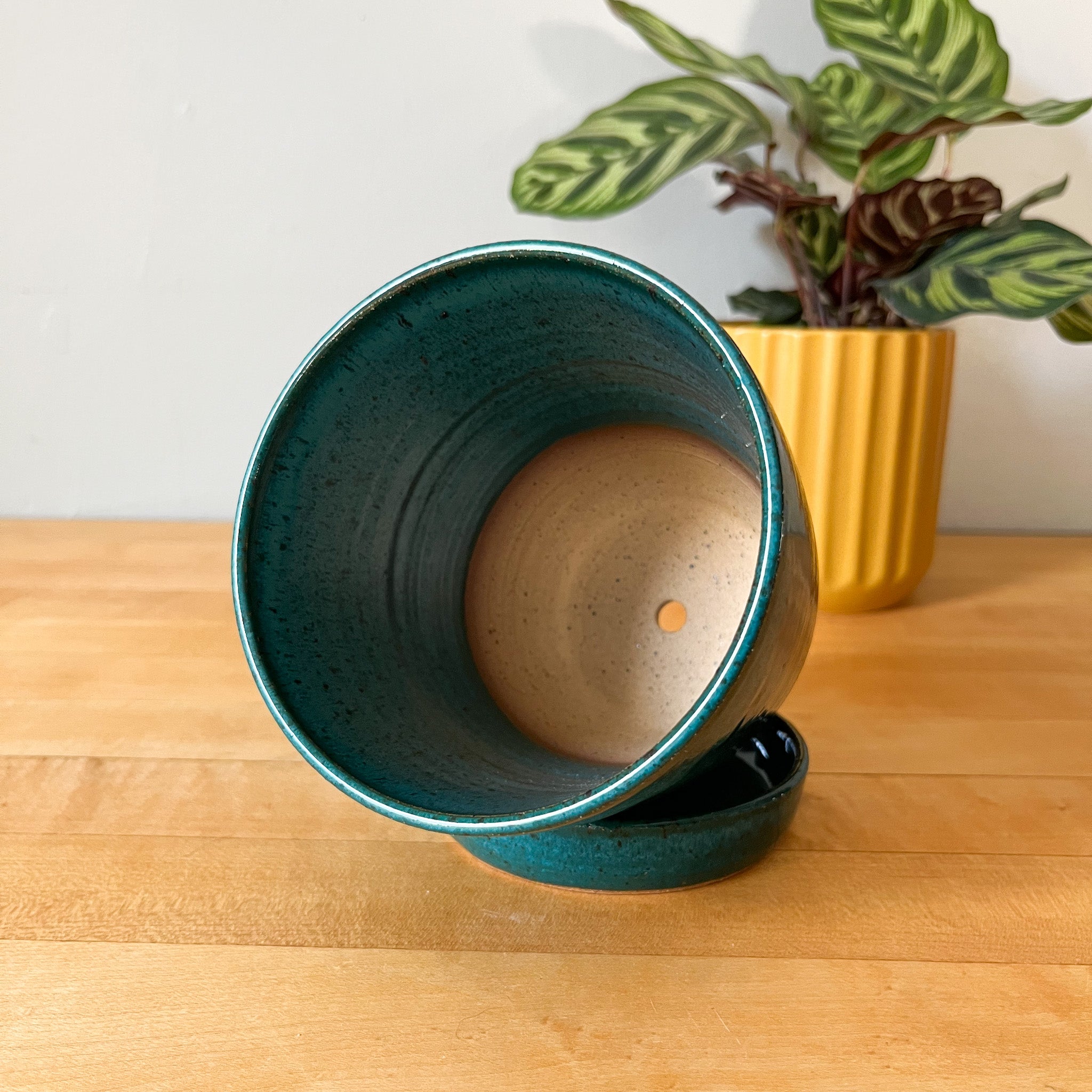 desert oasis plant pot