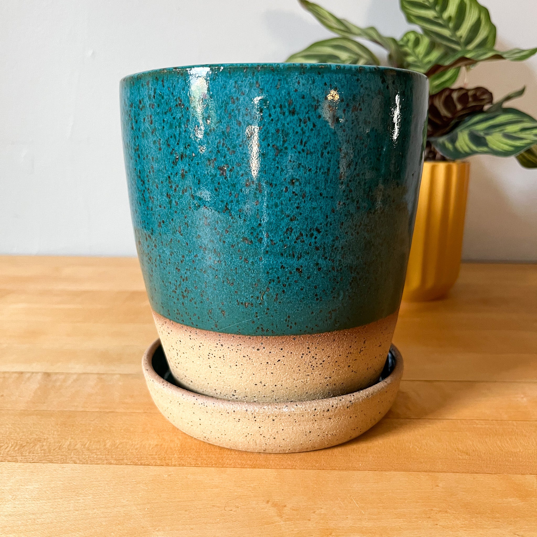 desert oasis plant pot 2