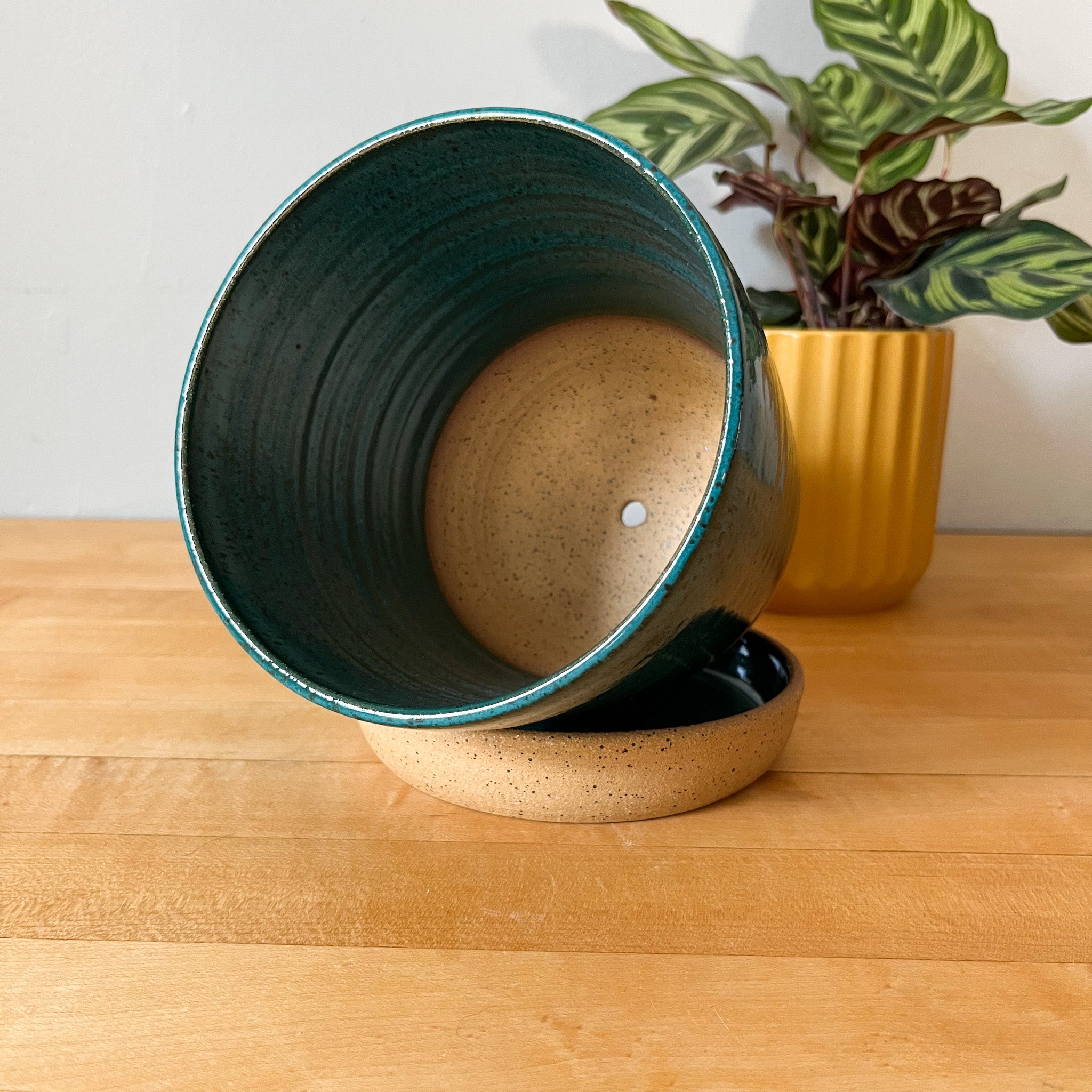 desert oasis plant pot 2